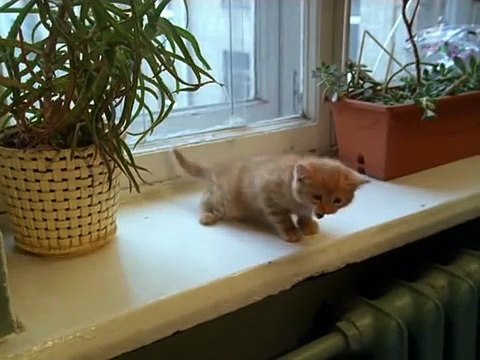 Ералаш новые серии! 252 выпуск Добрая душа