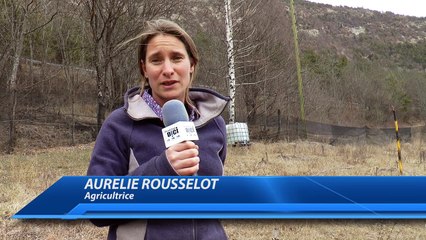 Hautes-Alpes : pommiers coupés dans l'Argentièrois, réaction de l'agricultrice