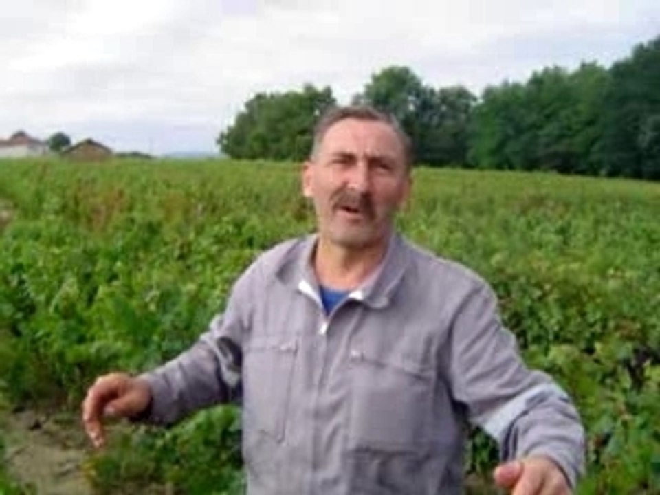 bernard aux vendanges