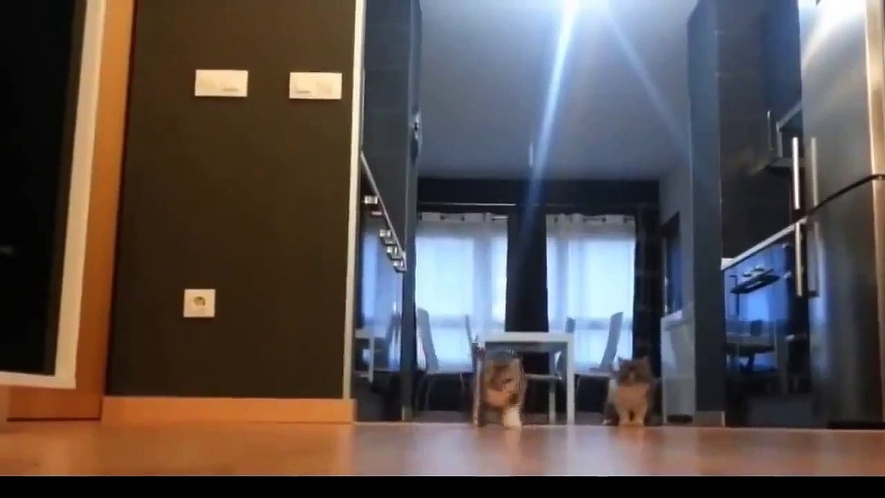 Приколы с кошками