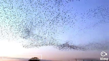 Enxame pássaros estorninhos (beleza natural)