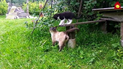 Неугомонный котёнок. Смешные коты 2016 (мои съёмки)