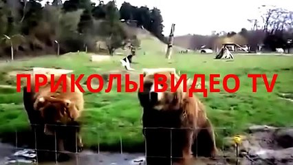 Приколы. Малыш и автомобиль