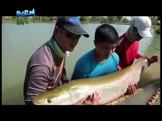 Doc Nielsen Donato encounters Thailand's giant fish | Born to be Wild