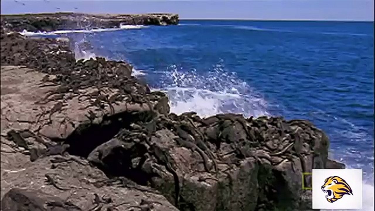 Eagle vs King cobra  vs Iguana vs Snake