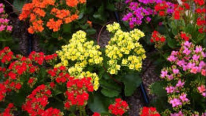 SAIÃO KALANCHOE- TRATA FERIDAS, INFECÇÃO PULMONAR E MAIS...