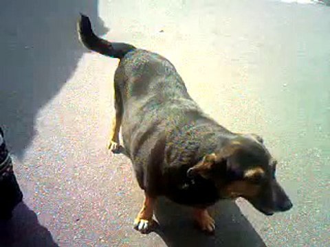 Это просто надо видеть! Супер смешные и прикольные животные! У нас только лучшее!