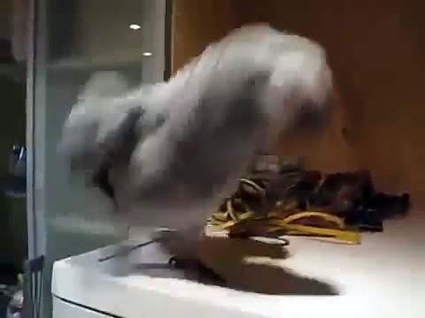 Смешной попугай Жако очень любит стиральную машину