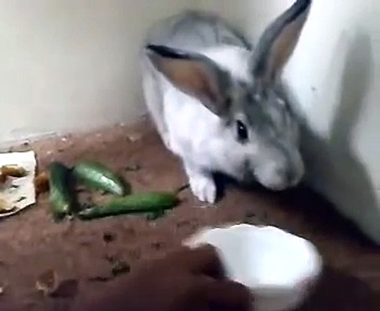 ⁣Вредный кролик как котэ