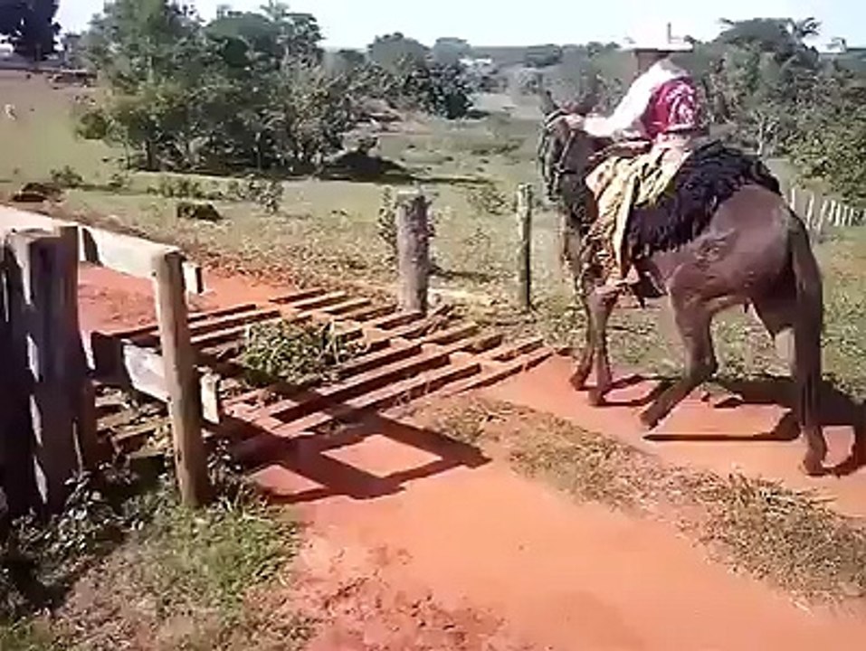 CAVALO ESPERTO