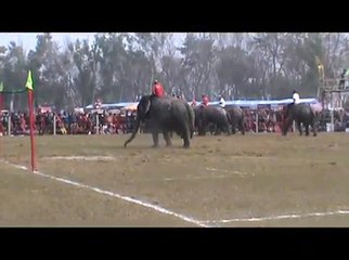 हात्तीहरुले यसरी वनभोज खाए - 360P