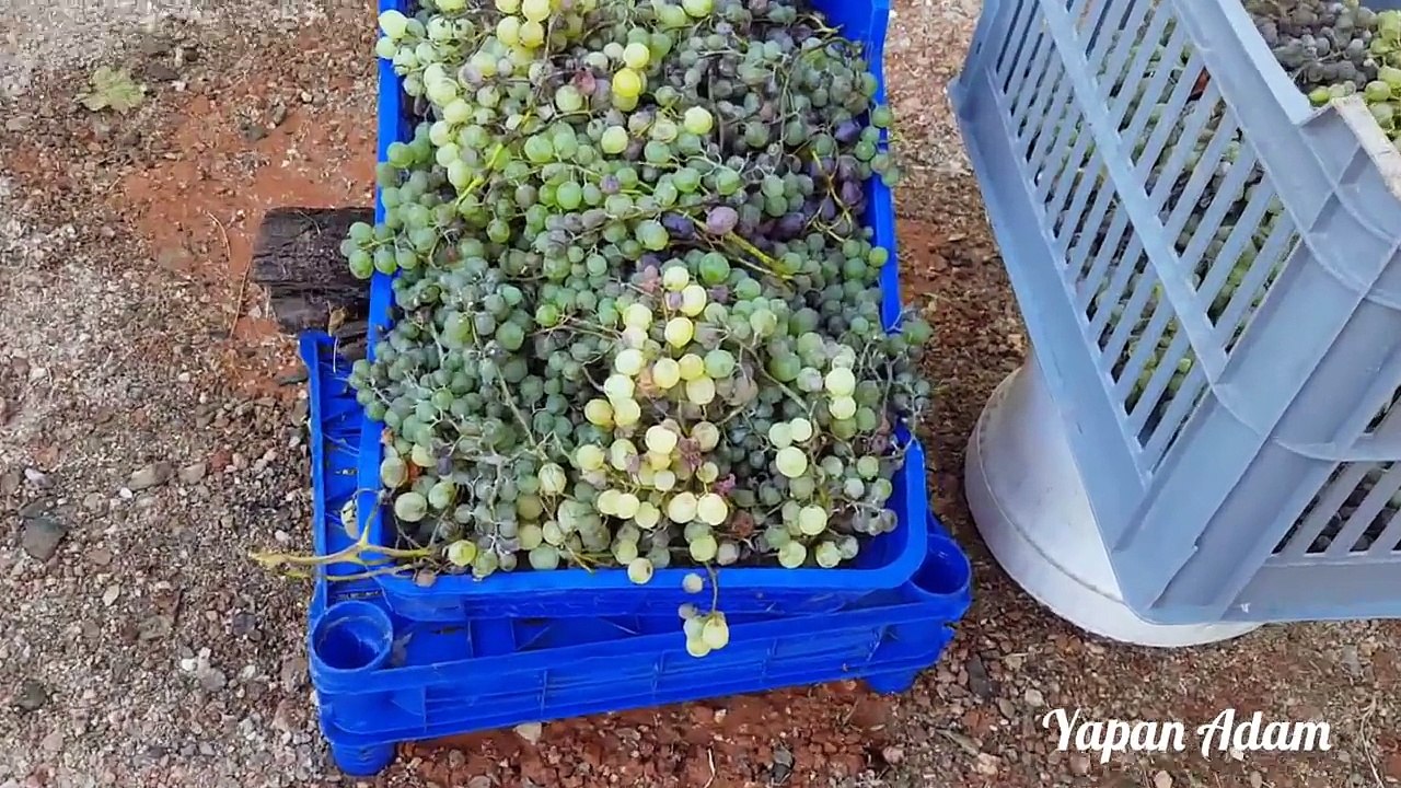 Pekmez Nasıl Yapılır / Üzüm Pekmezi Tarifi / Yemek Tarifleri / Pratik Bilgiler
