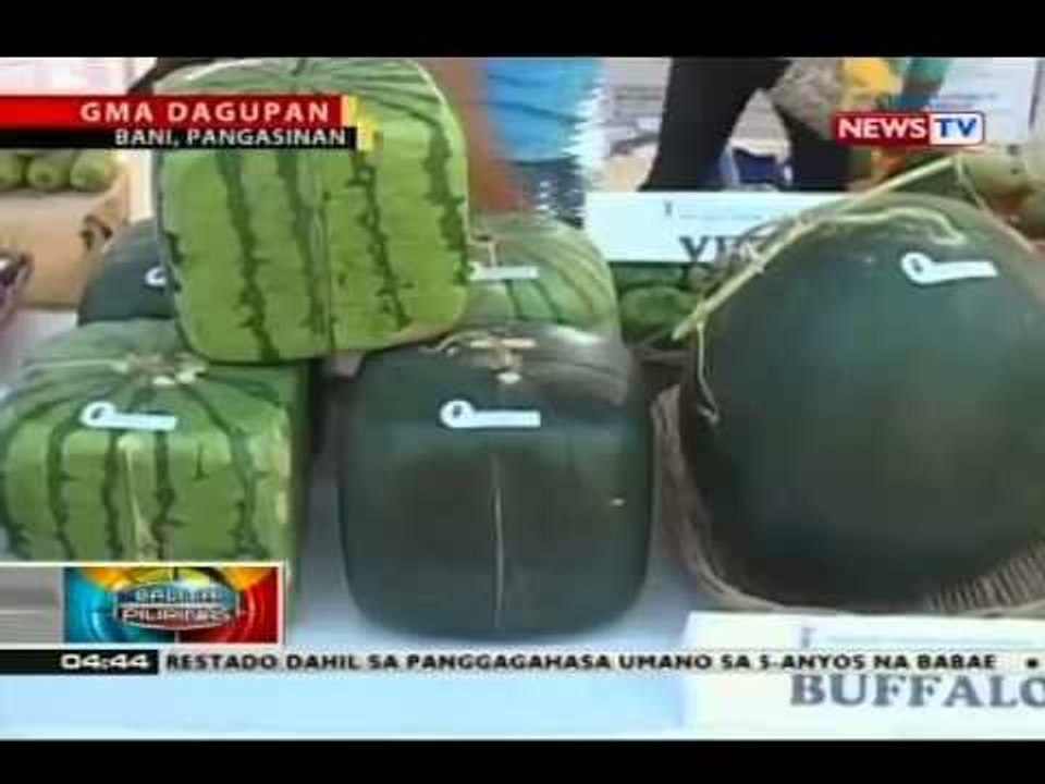 Pakwan na hugis parisukat, tampok sa agri trade fair na bahagi ng pagdiriwang ng Pakwan Festival