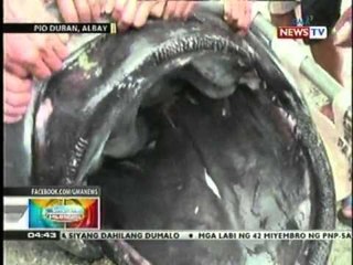 Megamouth shark, namatay matapos malambat ng isang mangingisda sa Pioduran, Albay