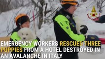 Três cachorros resgatados em uma avalanche