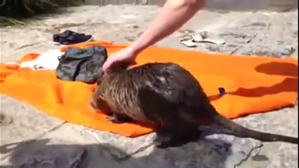 Приколы на морях и отдыхе