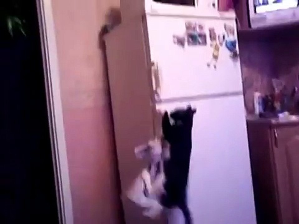 Индиана Джонс Кот   Indiana Jones Cat