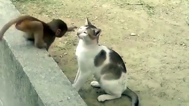Cat and Monkey Playing. Обезьяна играется с кошкой
