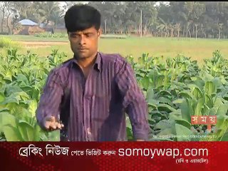 তামাক কোম্পানির প্রলোভনে তামাক চাষে আগ্রহী কুষ্টিয়ার চাষিরা