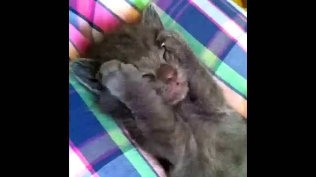 Лучшая Подборка Приколов с КОТИКАМИ | BEST Cats Vines and COUB Compilation POKEMON GO #1