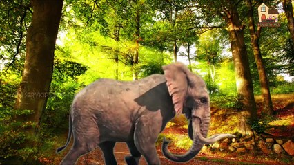 Elephant Finger Family 3d Rhymes | Animals finger Family kids songs