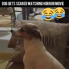 DOG GET SCARE WHEN WATCHING HORNOR MOVIE