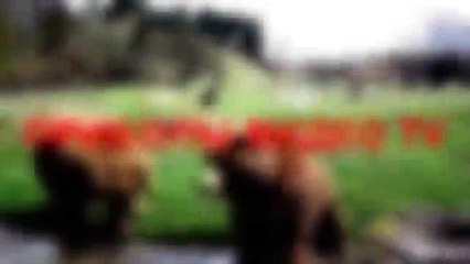 Приколы.Кот играет в наперстки