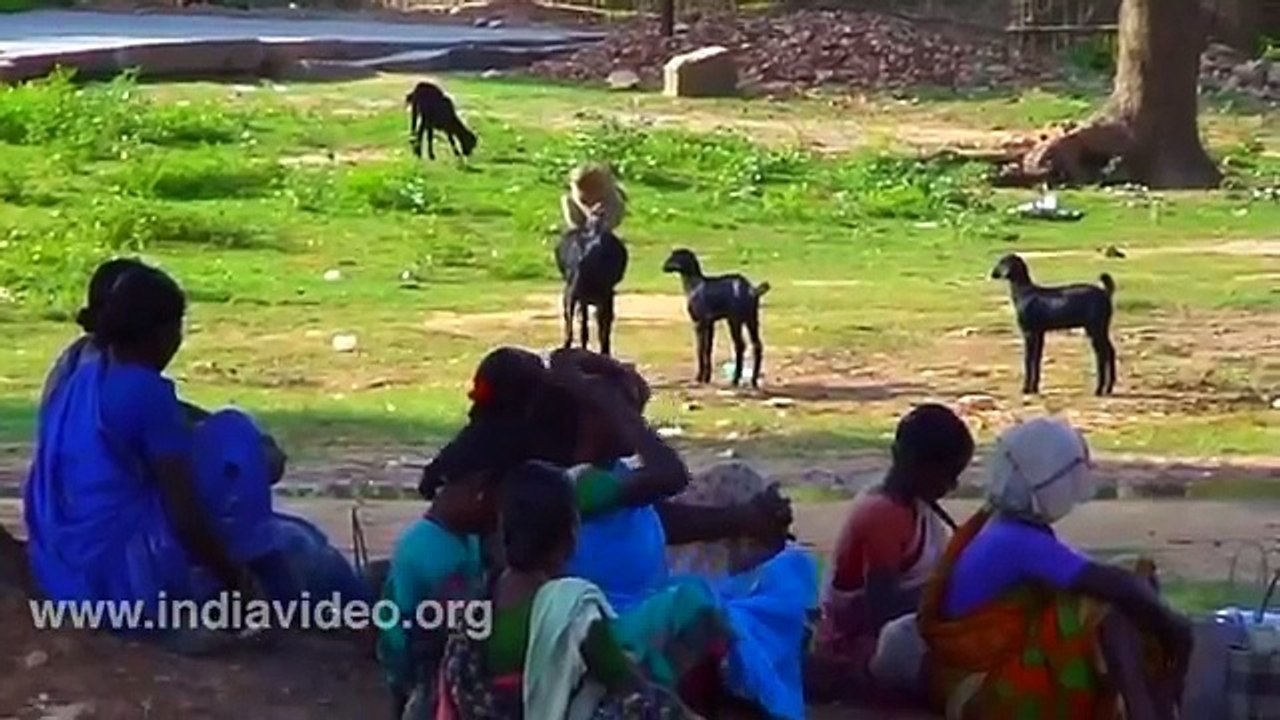 Monkey And Gots Crazy Animals