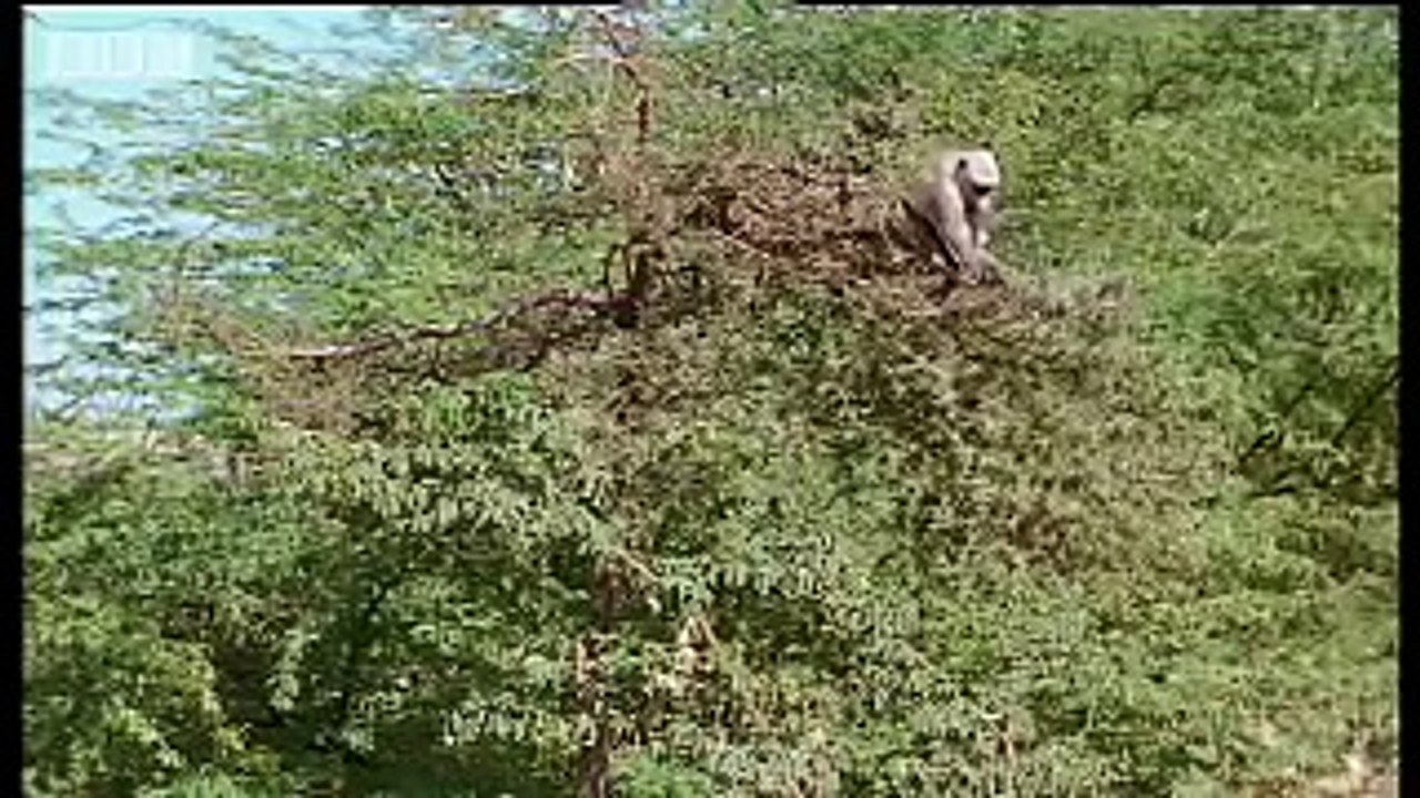 Monkey Funny Animal