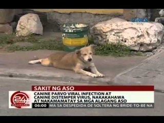 24 Oras: Canine parvo viral infection at canine distemper virus, nakamamatay sa mga alagang aso
