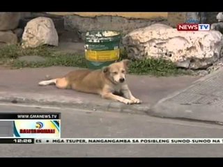 BT: Canine parvovirus at canine distemper virus, nakamamatay at mabilis na makahawa sa mga aso