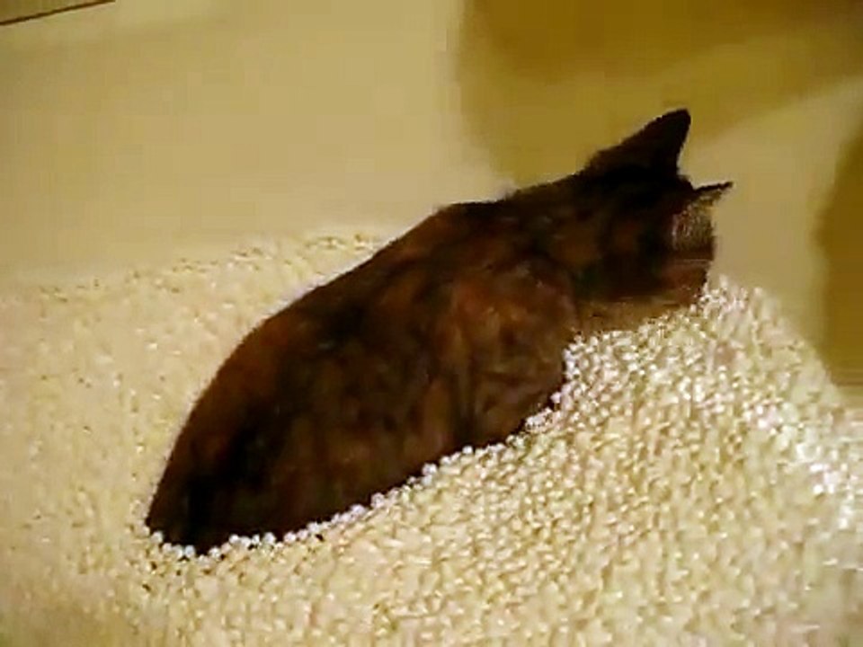 КОТ КУПАЕТСЯ В ПЕНАПЛАСТЕ СМОТРЕТЬ ВСЕМ ЯНВАРЬ 2016