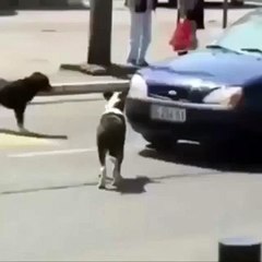 Angry dog put no plate of car