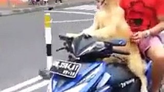 dog drive motocyle and man sitting back seat