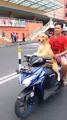 dog drive motocyle and man sitting back seat