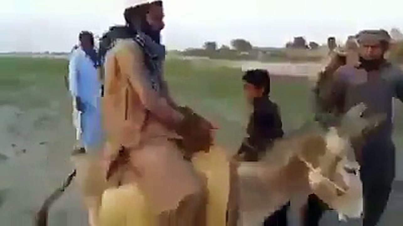 donkey rider slip down