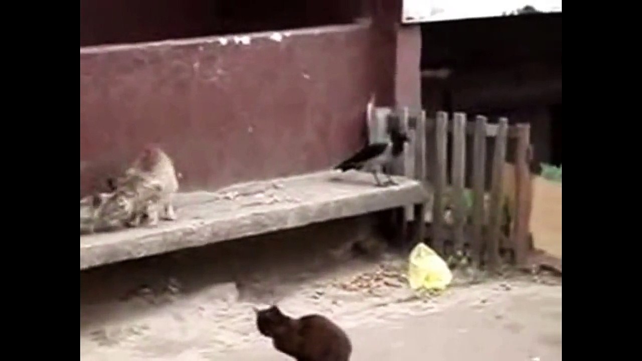Приколы про животных. Как ворона котов атаковала. Приколы про котов.