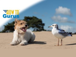 How to Combine and Move Animals in a Photo with Photoshop Elements 15 14 13 12 Tutorial