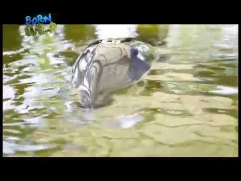 Possible causes of dolphin stranding in Dagupan | Born to be Wild