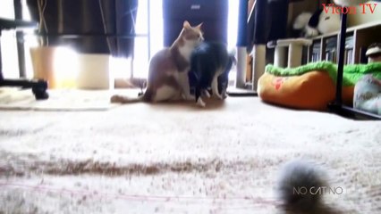Приколы с кошками 2016 FUNNY CATS 2016 Compilation