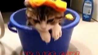 Funny Cats you Must want to See Funny Cat Videos Ever