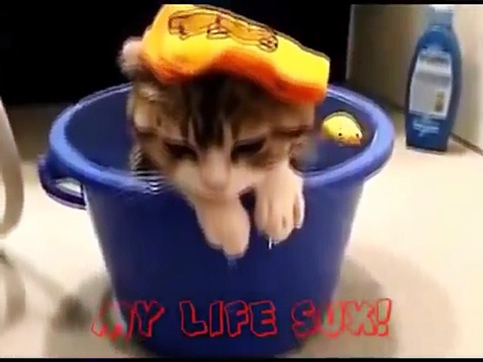 Funny Cats you Must want to See Funny Cat Videos Ever