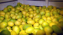 Uncertainty in Argentina as US stalls lemon imports