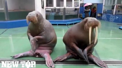 BEST COUB 2017 JANUARY ЛУЧШИЕ ПРИКОЛЫ ПОШЛЫЕ ПРИКОЛЫ Январь 2017