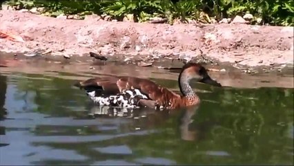 West Indian whistling duck, Bufflehead duck And South Georgia pintail duck