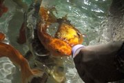 Antalya'da Balıklar Biberonla Besleniyor