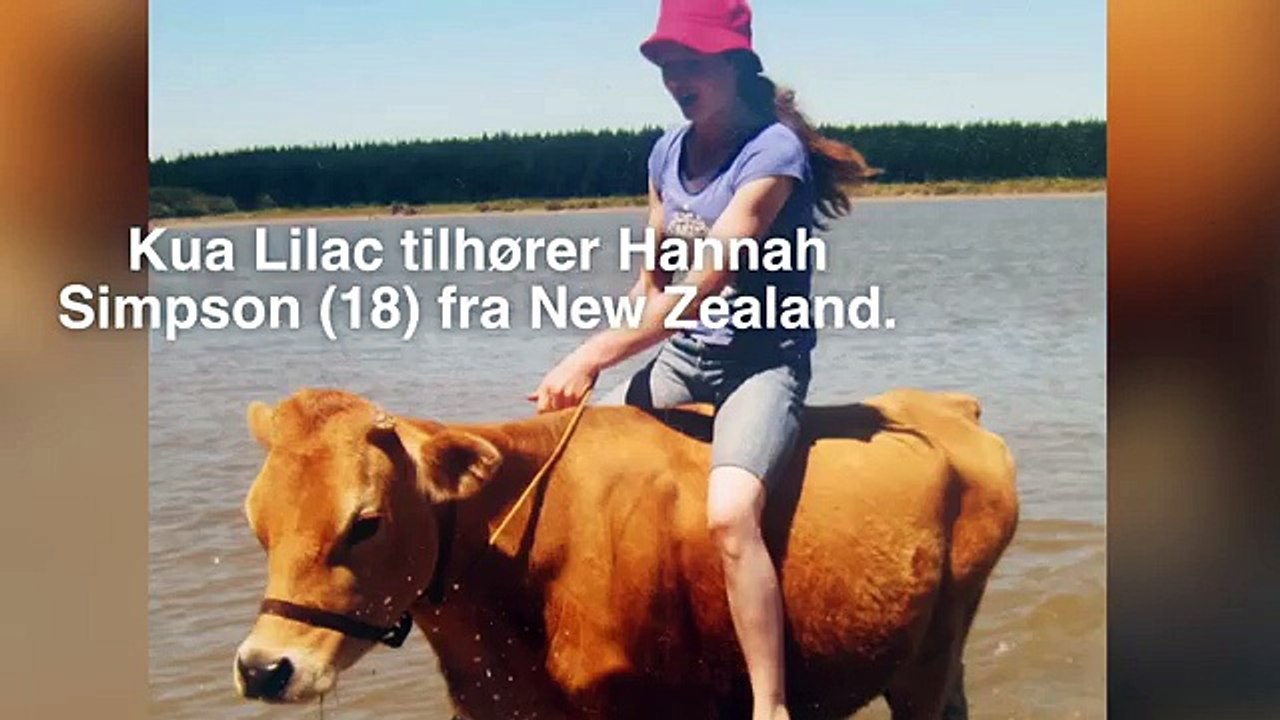 Elle monte sa vache comme un cheval de saut d'obstacles !