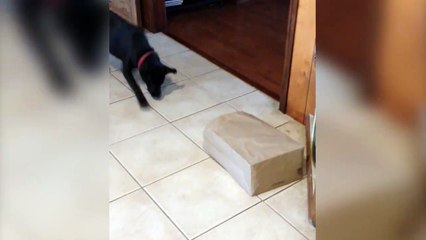 Mais ya quoi dans ce sac??? Chien vs chat