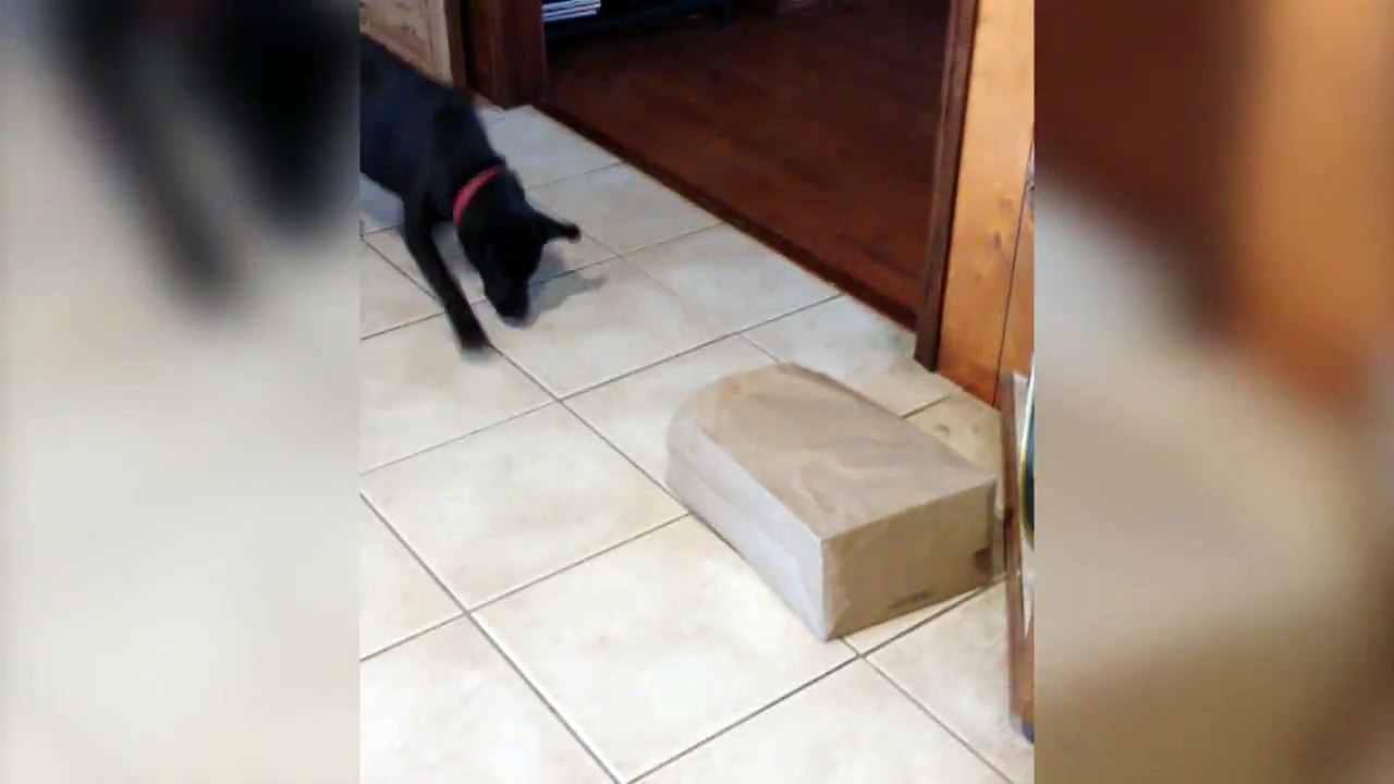 Mais ya quoi dans ce sac??? Chien vs chat