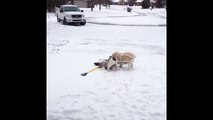 2 chiens se battent pour avoir la pelle... C'est moi qui pousse la neige!!!!